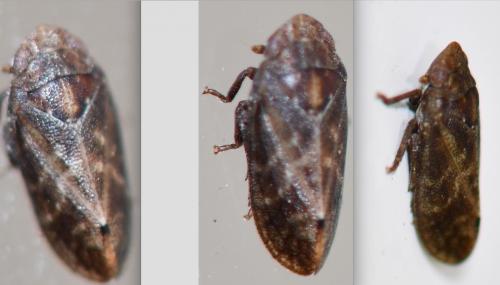 Réf. 277 614 : Tettigometra sp.